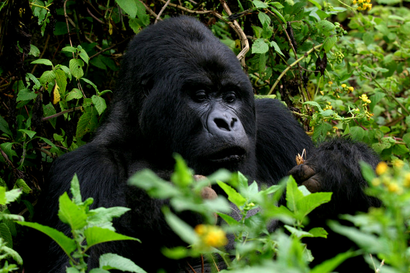 Best time to have gorilla safaris in Uganda or Rwanda
