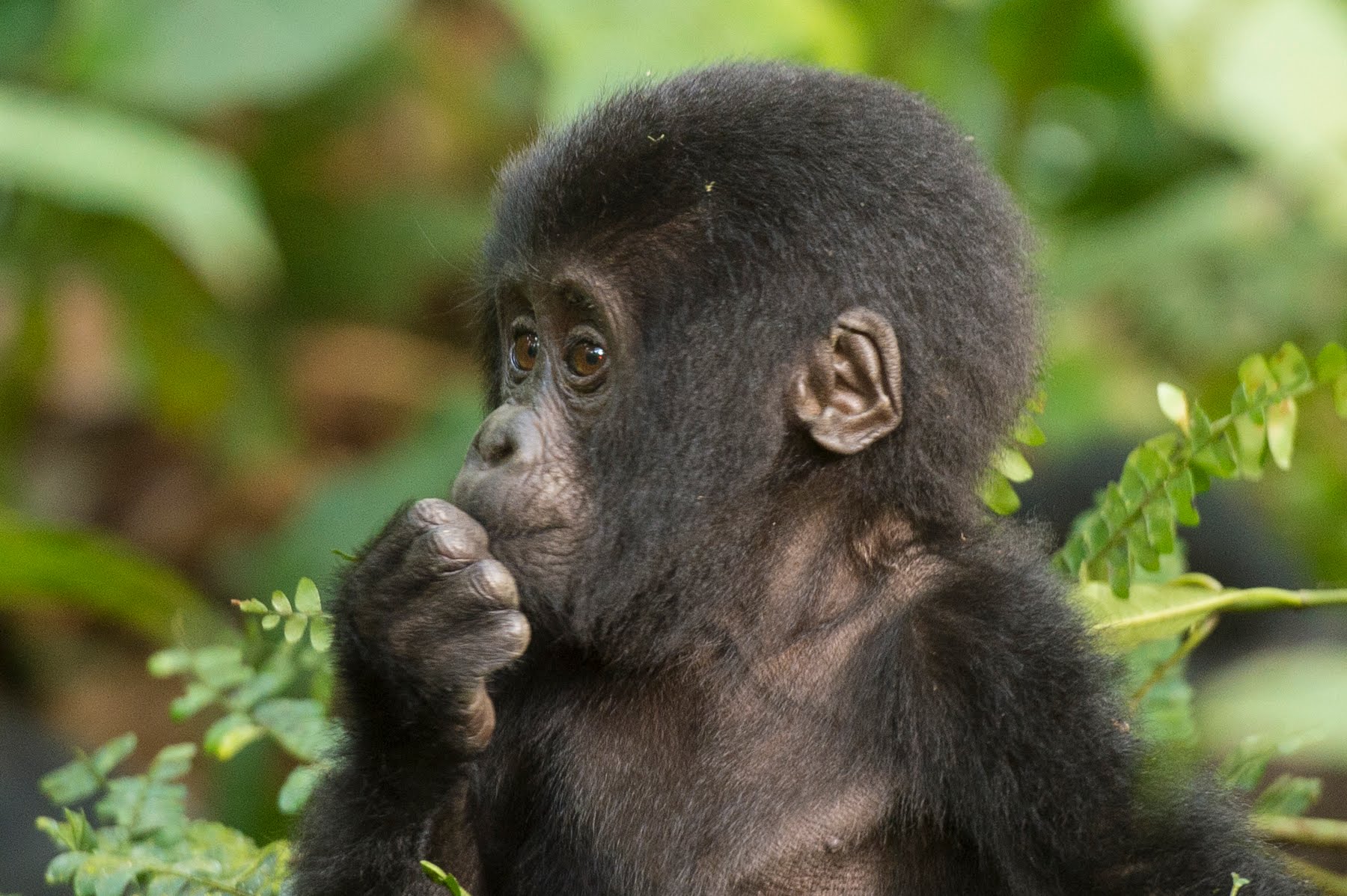 Mubare Gorilla Group