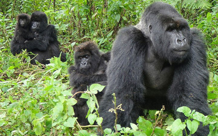 Oruzongo Gorilla Family