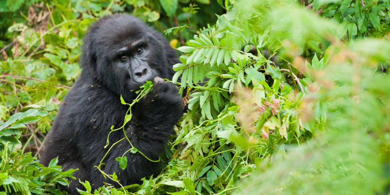 Where to see gorillas in Uganda