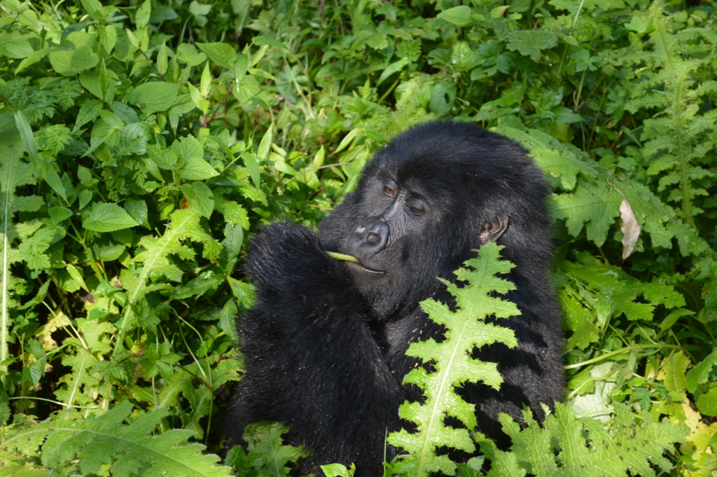 Munyaga Gorilla Group